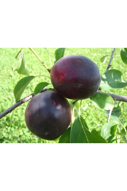 Ветвь плеска Априсали с плодами в фазе созревания